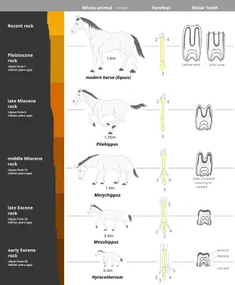 Image 29This image shows a representative sequence, but should not be construed to represent a "straight-line" evolution of the horse. Reconstruction, left forefoot skeleton (third digit emphasized yellow) and longitudinal section of molars of selected prehistoric horses (from Evolution of the horse)