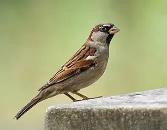 A house sparrow perched on a fencepost