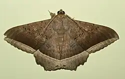 Hulodes caranea