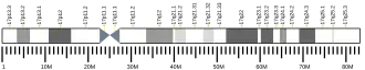 Chromosome 17 (human)
