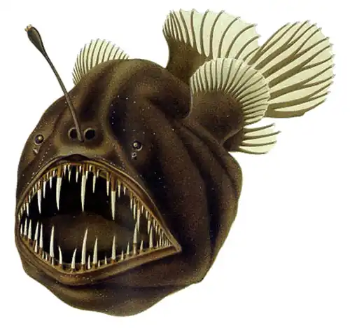 Image 28The humpback anglerfish is a bathypelagic ambush predator, which attracts prey with a bioluminescent lure. It can ingest prey larger than itself, which it swallows with an inrush of water when it opens its mouth. (from Pelagic fish)