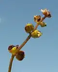 Inflorescence
