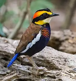 male H. irena