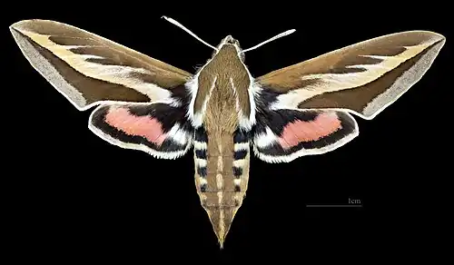 Female dorsal