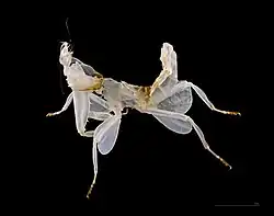 Last instar exuviae