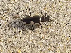 Hypaetha biramosa