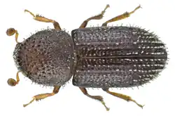 Hypothenemus seriatus