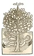 Book I, chapter 221. Hauser vel hausor