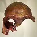 A cast of the Galilee skull, Israel Museum[12]