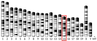 Chromosome 15 (mouse)