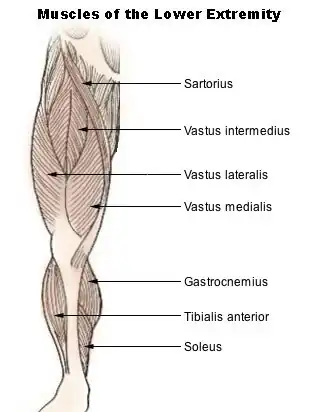 Muscles of leg