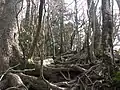 Hiking path to Mt. Inamura