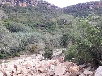 Ethiopian Highlands montane forest