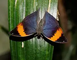 Male, upperside, from the Jardin des Papillons of Hunawihr, France