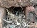 Nest with eggs