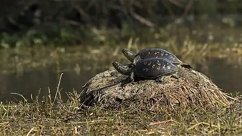 Lateral view