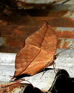 Dry-season at Sattal