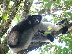 In Andasibe-Mantadia National Park