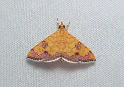 Isocentris filalis