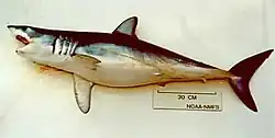 Image 49Shortfin mako shark make long seasonal migrations. They appear to follow temperature gradients, and have been recorded travelling more than 4,500 km in one year. (from Pelagic fish)