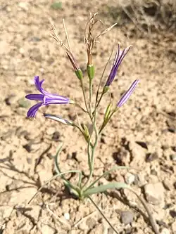 Ixiolirion Tataricum in Deserts of Central Iran