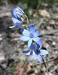 Flowering at Jarrahdale, Western Australia