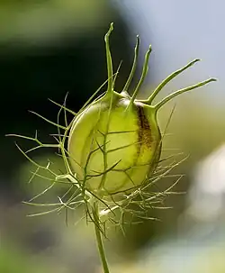 Seed capsule