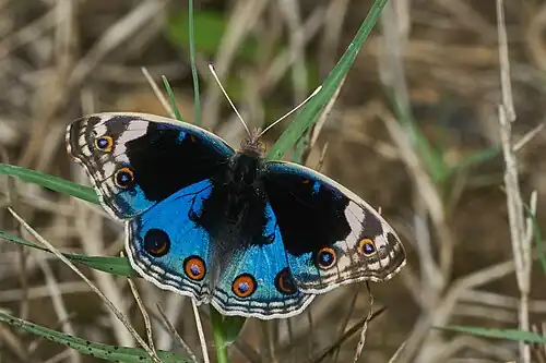Dorsal view (male)