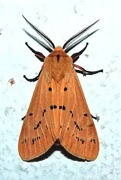 Spilosoma obliqua