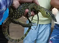 Juvenile