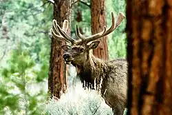 The Withington Wilderness is home to healthy populations of elk.