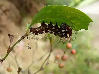 Larva