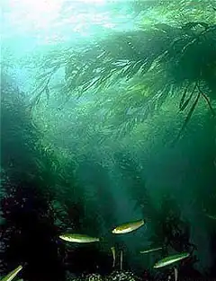 Image 2Kelp forests can provide shelter and food for shallow water fish (from Coastal fish)