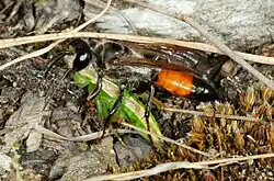 male being parasitised by Sphex funerarius