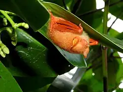 Orange bats