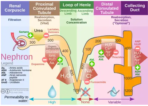 Diagram outlining movement of ions in nephron.