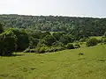 Kingley Vale National Nature Reserve