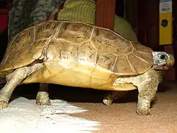 Kinixys belliana from the Testudinidae