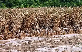 Garlic harvest