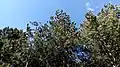 Canopy