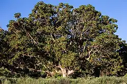 Hagenia abyssinica (tree)