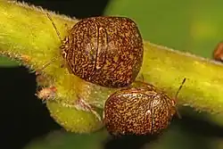 Megacopta cribraria in Carolina