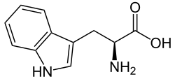 L-Tryptophan (Trp&nbsp;/&nbsp;W)