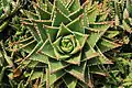 Rosette of the hybrid Aloe "nobilis"