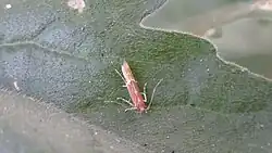 Labdia semicoccinea