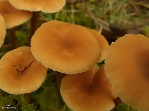 Caps
