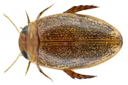 Laccophilus flexuosus