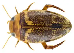 Laccophilus inefficiens