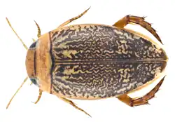Laccophilus parvulus