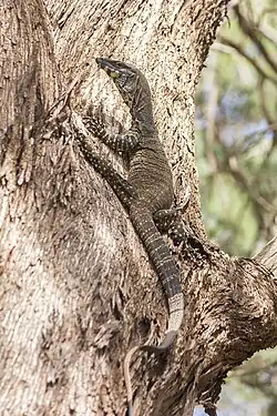 Lace monitor, Kindra State Forest